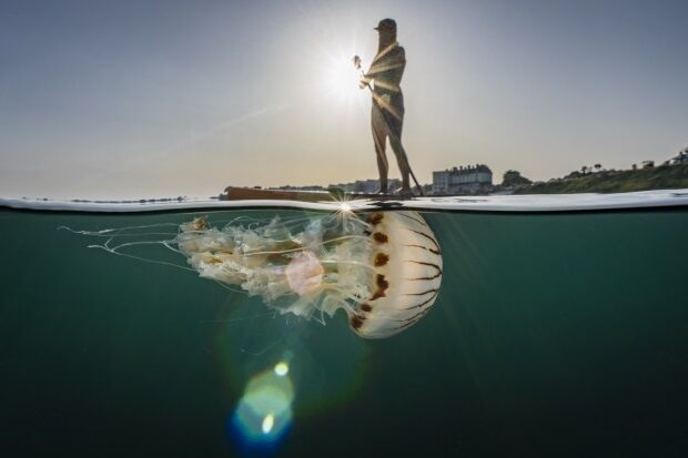 Image of a paddle boarder with jellyfish underneath water's surface