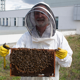 Beehives on top of the BCU Parkside link bridge