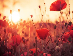 Field of poppies