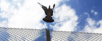 Centre for American Legal Studies Our Successes Image 341x139 - Dove flying over a fence