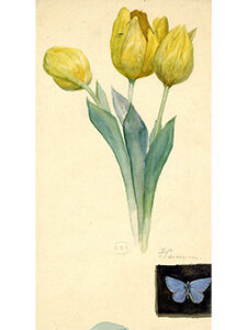 A picture of a tulip painted by the Arts and Crafts Movement Artist, Florence Camm in 1906