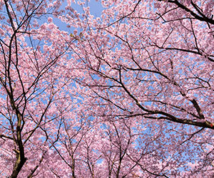May in Birmingham Image 300x250 - Cherry Blossom Trees