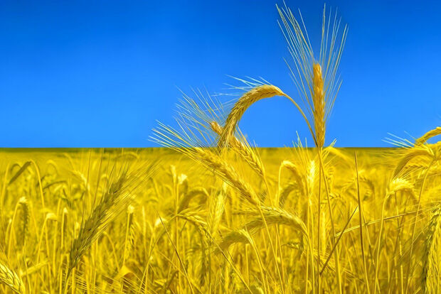 Wheat field with blue sky reminiscient of Ukrainian flag